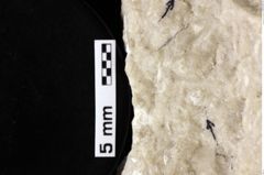 Foto (Detailansicht) von Cyclothyreus sp. (NHMW-GEO-1990-0041-0013b)